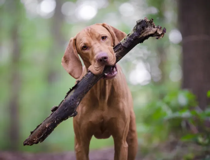 Dog with Stick in Forest